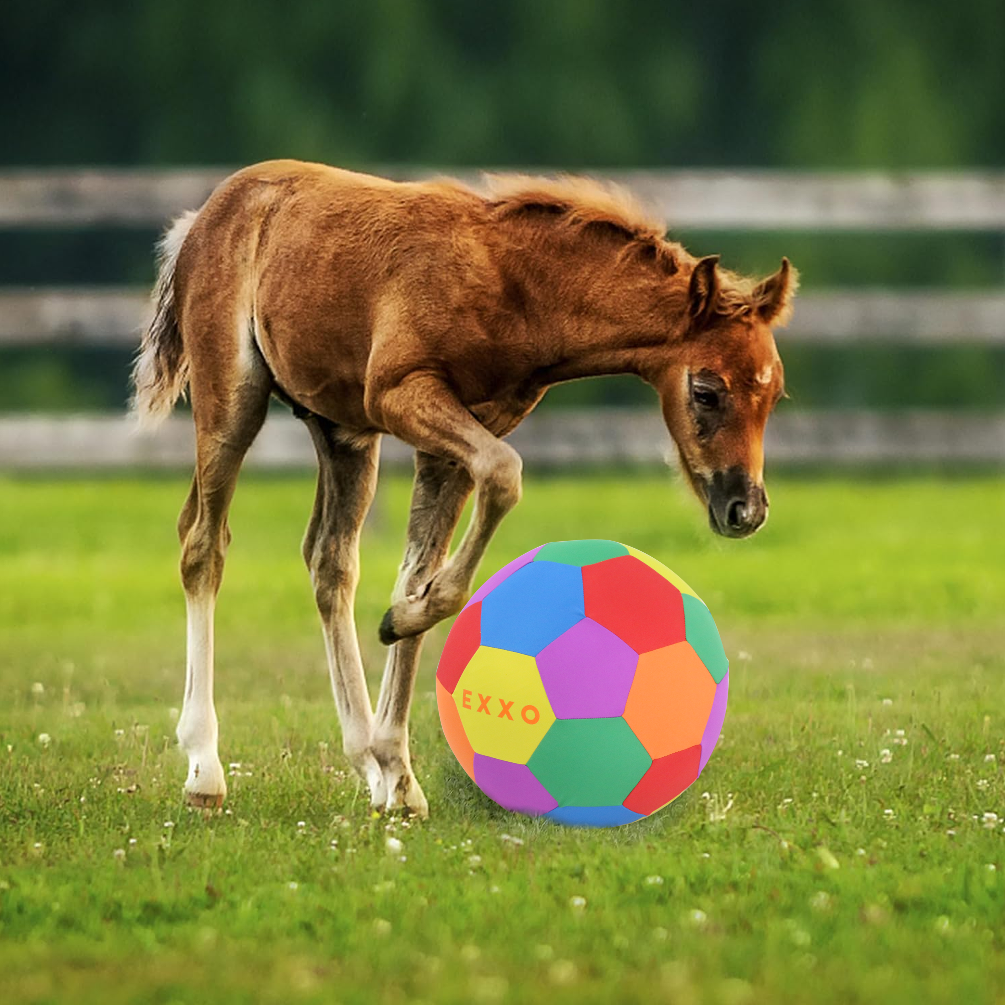 Horse playing with EXXO Mega Ball 50cm outdoors on grass