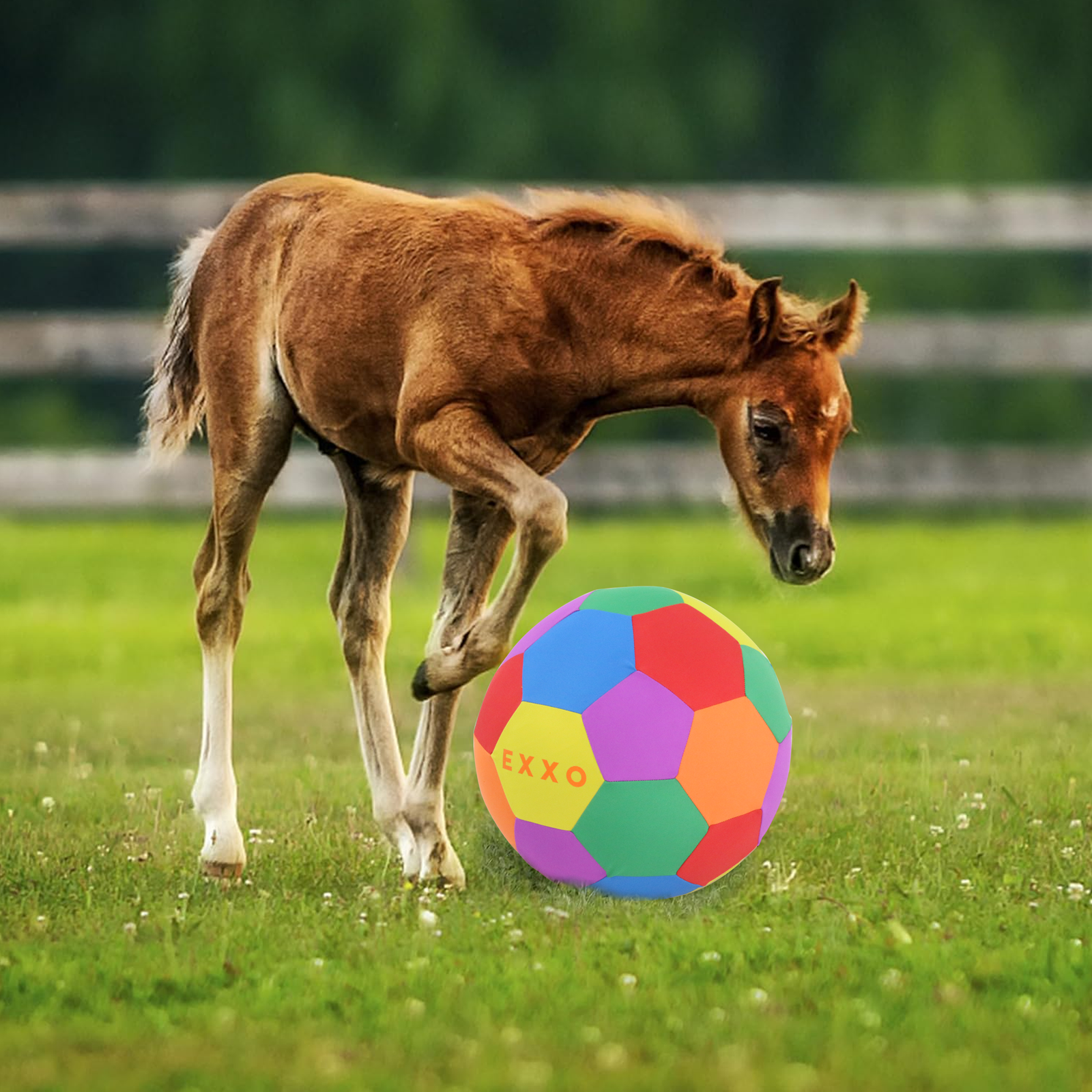 Horse playing with EXXO Mega Ball outdoors on grass